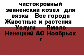 чистокровный зааненский козел  для вязки - Все города Животные и растения » Услуги   . Ямало-Ненецкий АО,Ноябрьск г.